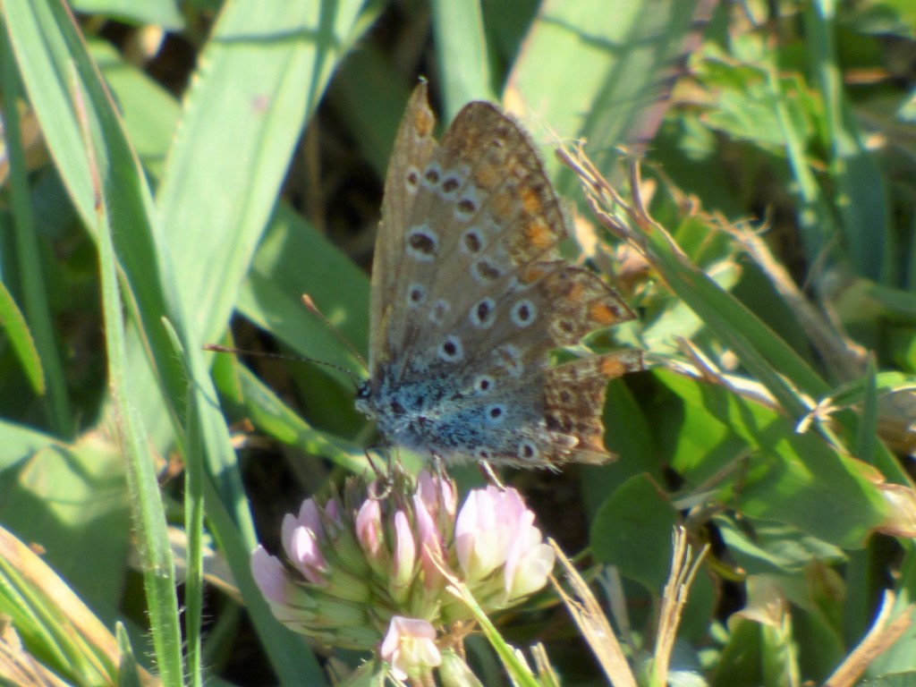 Polyommatus Bellargus?